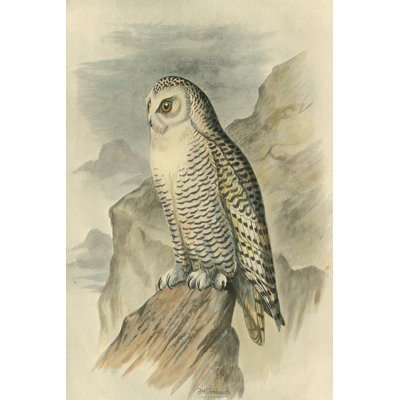 Harfang des neiges