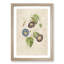 Morning Glory Flowers by Pierre-Joseph Redoute - Framed Print-55581534-55581539