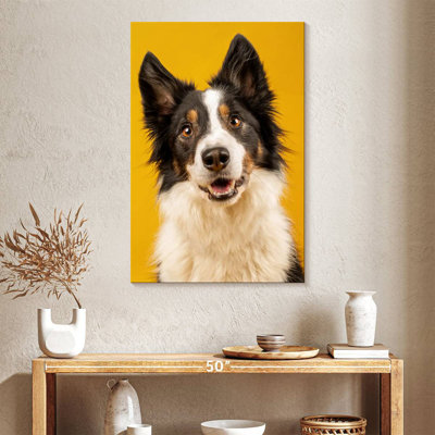 Border collie adorable Brampt