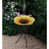 Tournesol