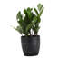 Live ZZ Houseplant in Classic Pot-49662140