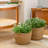 Bessy Indoor Seagrass Planter Pot (Set of 3)-1011679601