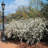 3 gal. Spirea Reeves