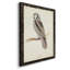 Toile encadrée de qualité supérieure Canada Owl - prête à être accrochée-598386095-598386080