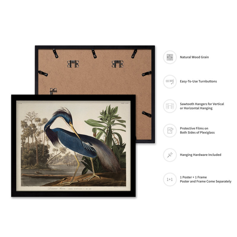 John James Audubon - héron de Louisiane, Black Framed, Poster, 11"H x 14"W