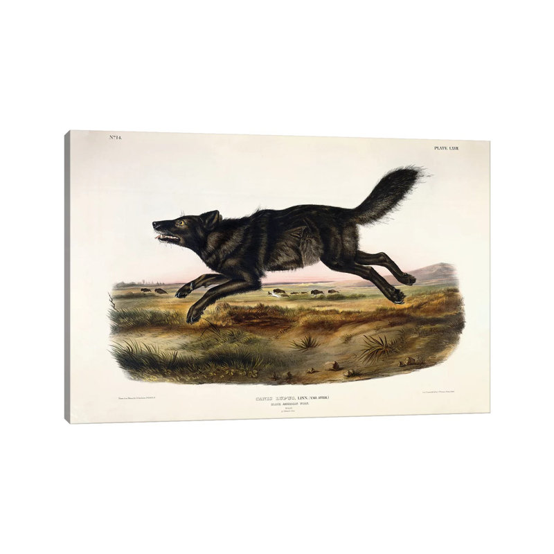 Black American Wolf, Male, 1845 by John Woodhouse Audubon - Wrapped Canvas Gallery-Wrapped Canvas Giclée