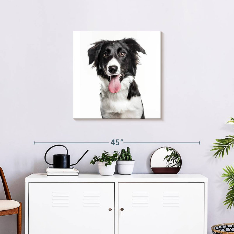 Border collie Brampt, H 24 po x l 24 po