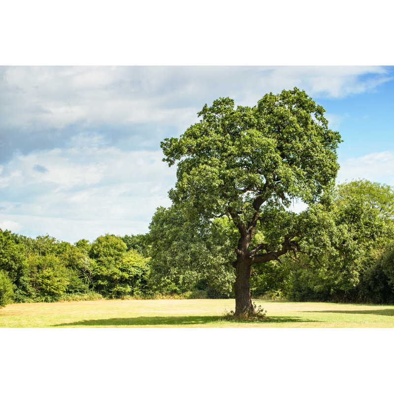 " Oak Tree ", 12" W x 8" H