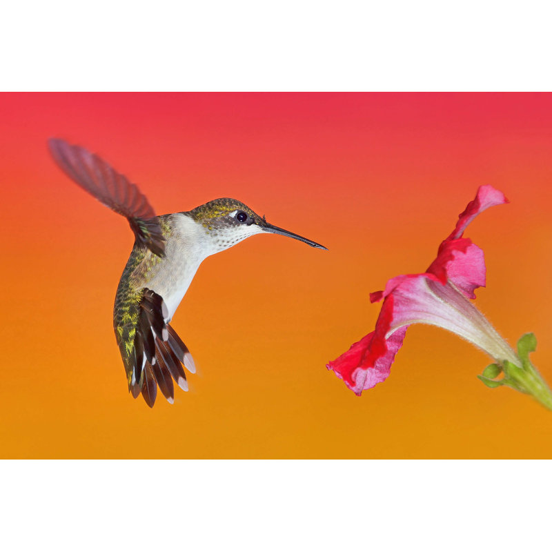 La danse des fleurs I, H 8 po x l 12 po