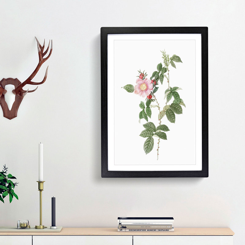 Dog Rose in Pink by Pierre-Joseph Redoute - Picture Frame Painting Print, 48cm H x 36cm W x 2cm D, Black Framed