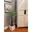 Green Myrtle Tree in White Pot