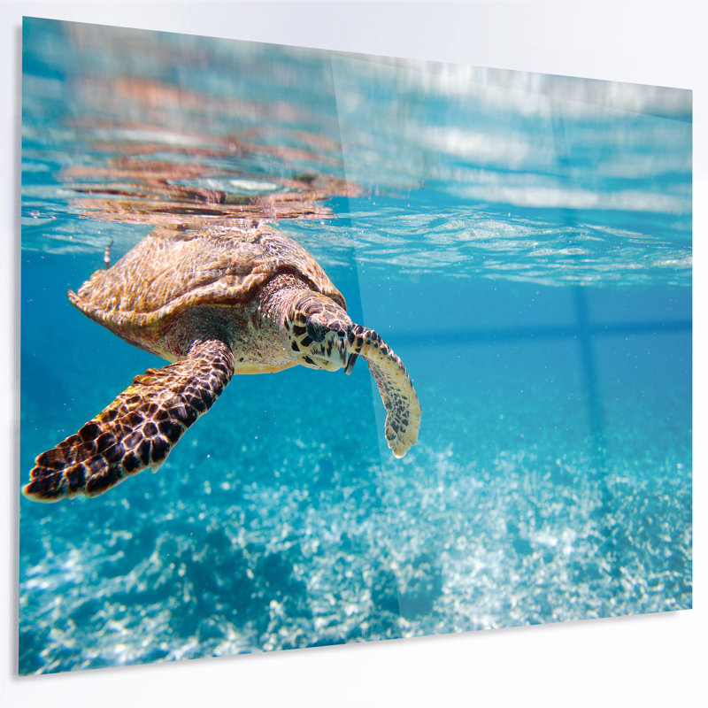 Paysage, grande tortue de mer, photographie sur toile - tortue de mer Hawksbill, H 12 po x l 28 po x P 1 po, Métal métal