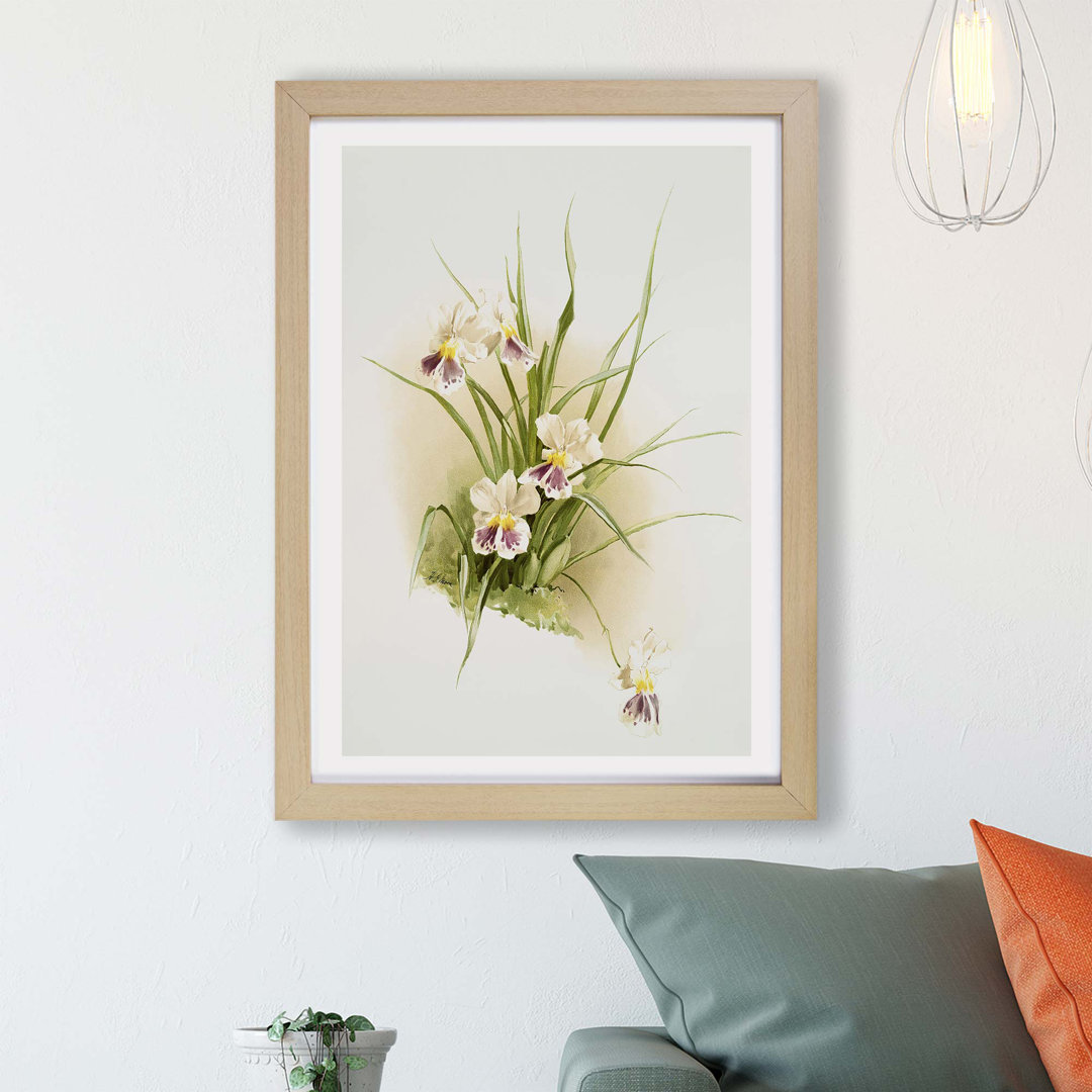 Magnolia Flowers Illustration Tab. 79 By Frederick Sander - Framed Print