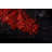 Red Ginger Saffron Scented Jar Candle
