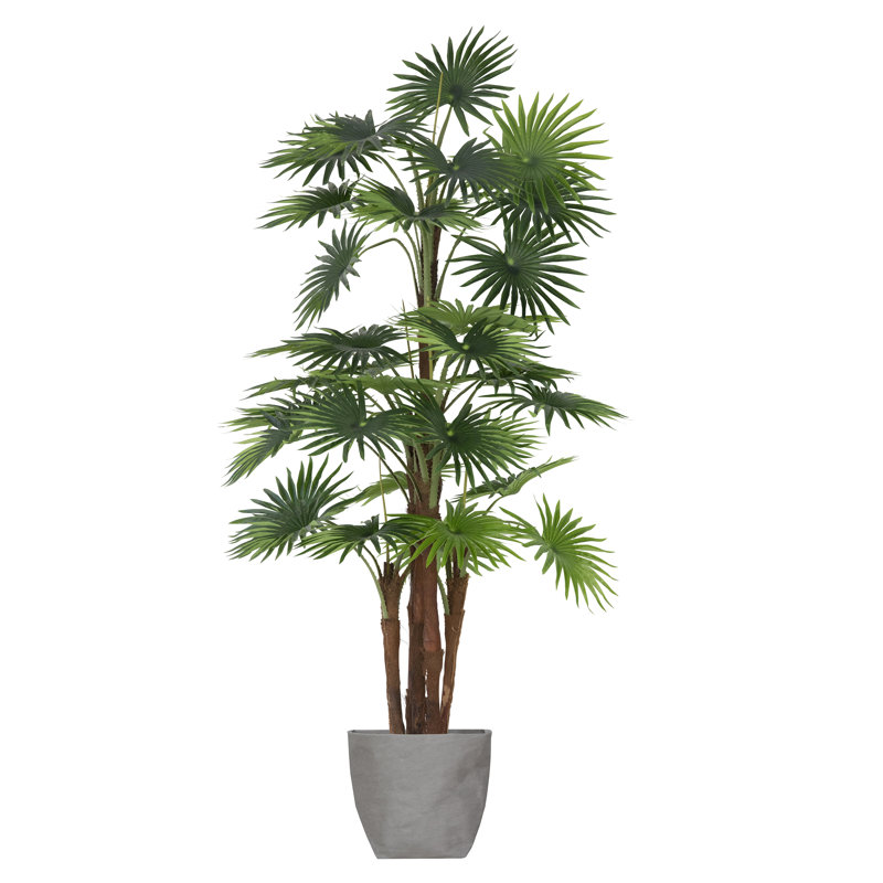 Palmier Panama 66 "Fan