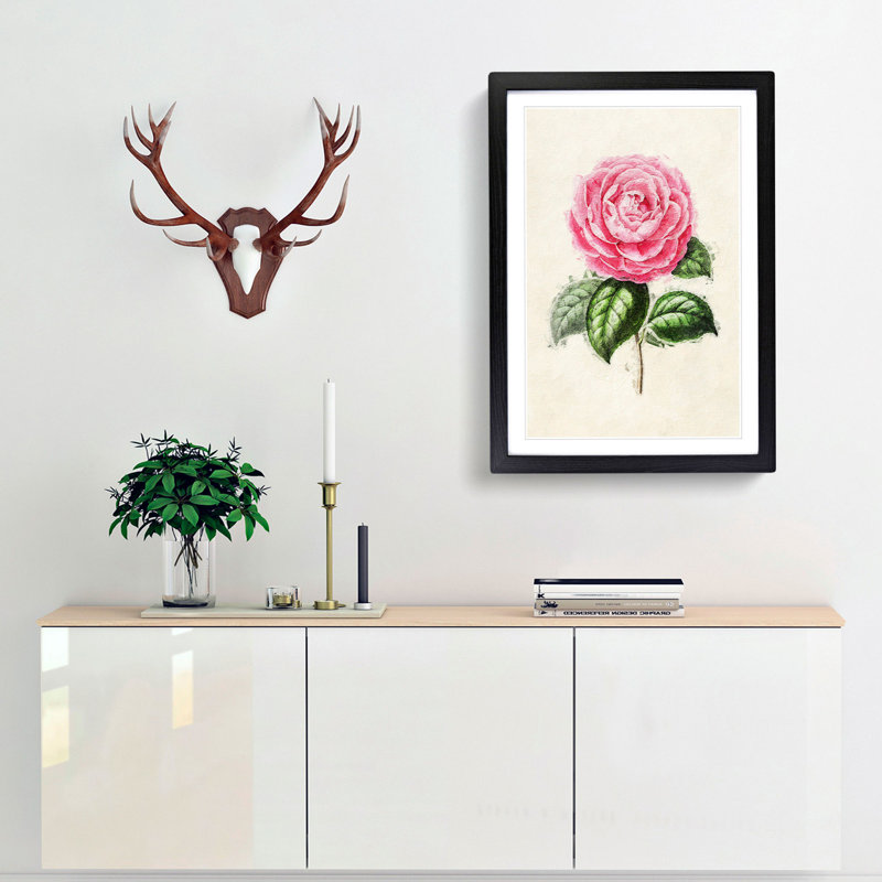 Illustration of a Pink Garden Rose - Picture Frame Painting Print, Black Framed, 36cm H x 27cm W x 2cm D