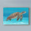 « ocean sea turtle i », reproduction de peinture à l’acrylique sur toile tendue-33416437