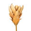 25 plantes