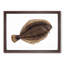 Turbot Fish by Edward Donovan - Framed Print-55614926-55614929