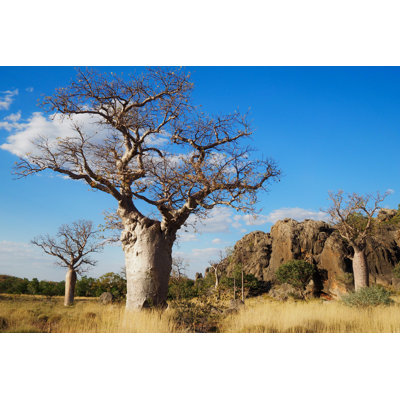 Boabab Tree - Photographie sur toile tendue
