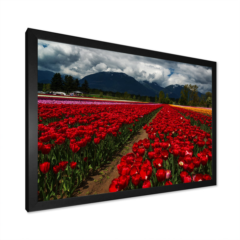 Tulipes contre les montagnes sombres II - On, H 8 po x l 12 po x P 0,1 po, Toile avec cadre noir