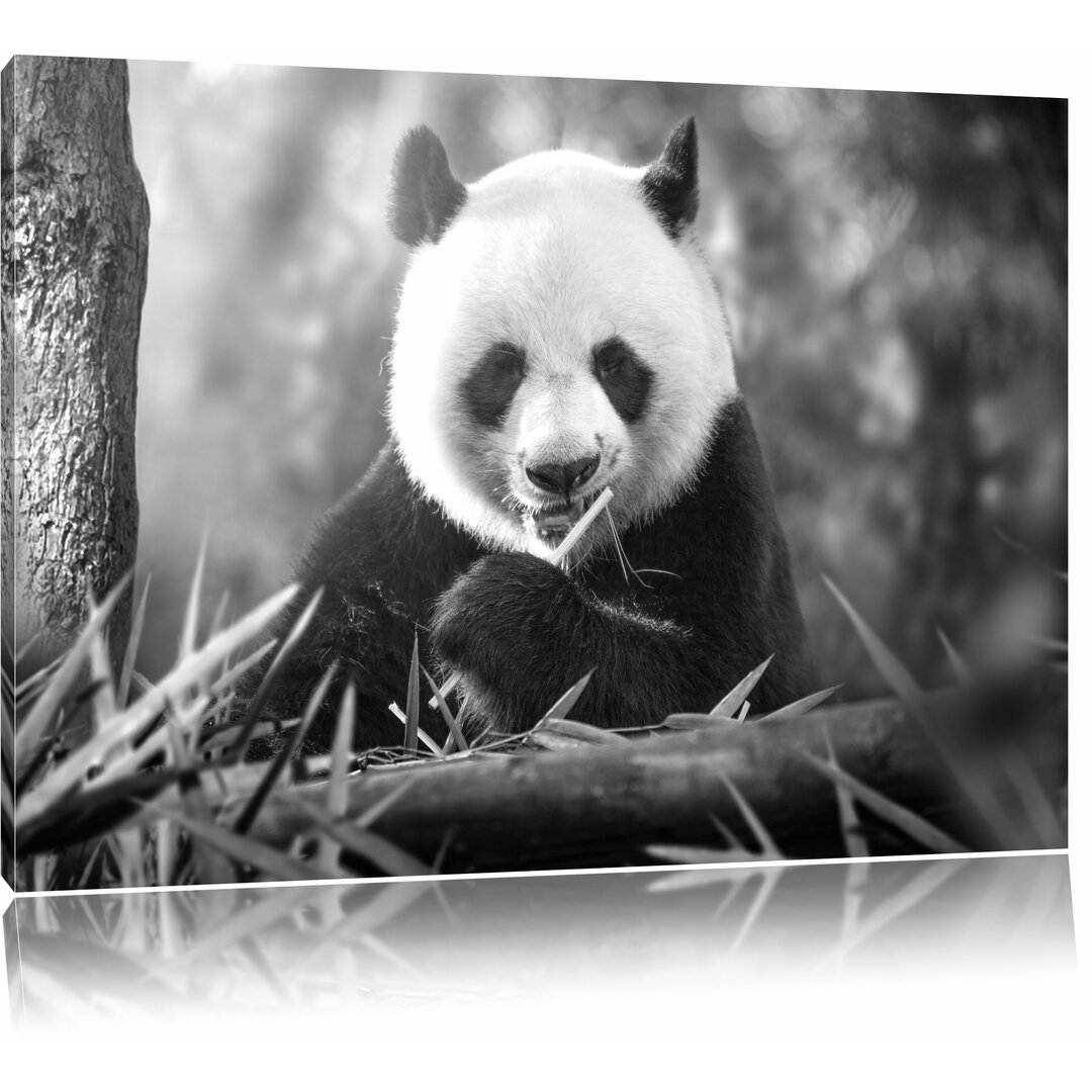 Leinwandbild „Niedlicher Panda isst Bambus“, Fotodruck