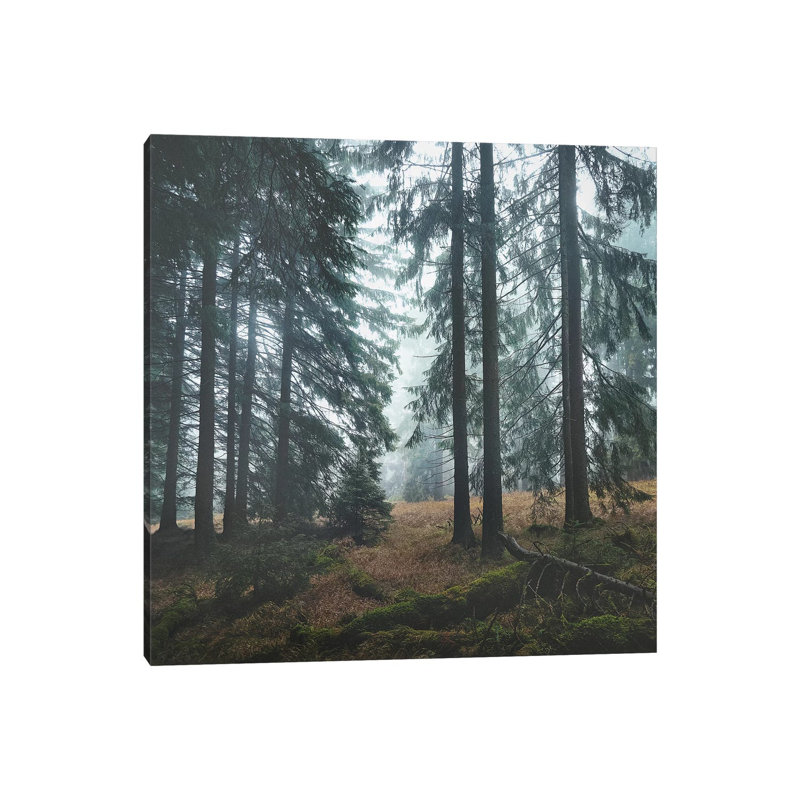 Deep In The Woods by Tordis Kayma - Wrapped Canvas Print, 30.48cm H x 30.48cm W x 1.905cm D