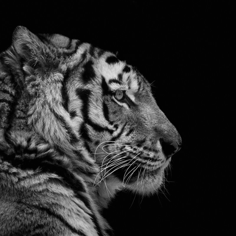 Siberian tiger, 122cm H x 122cm W
