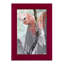Tropic Parrot II encadré sur papier-1847621179-1847621176