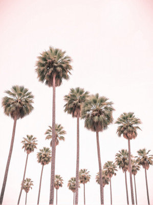 Blush Pink Palms by Josie George — Still Life Wall Art, Size, Format, Frame Color