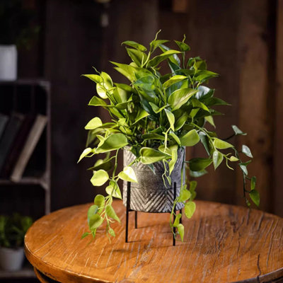 Faux épipennum dans un pot en métal
