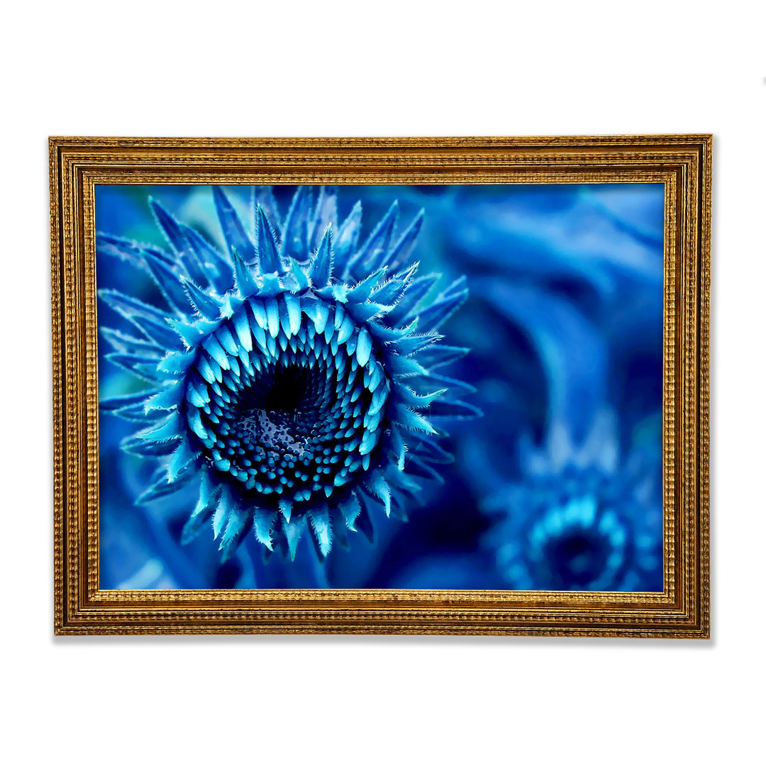 Blaue Sonnenblume - Druck