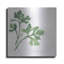 «Italian Parsley» par Chris Paschke-740306335