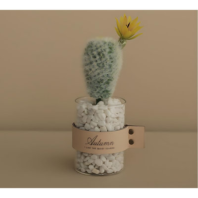 Cactus de 8,66 po
