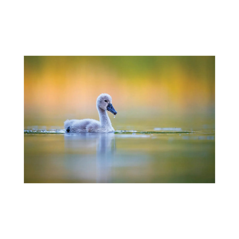Cygnet by Mateusz Piesiak - Wrapped Canvas Print, 101.6 cm H x 66.04 cm W x 1.91 cm D