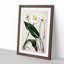 Mountain Daisies by Sarah Featon - Picture Frame Painting Print-55582069-55582070