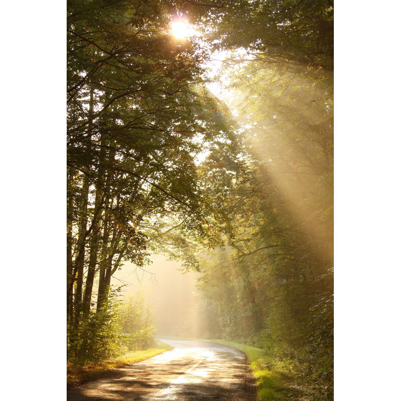 Misty Forest - Photographie sur toile tendue, H 18 po x l 12 po