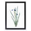 Tall-Bearded Iris Flowers by Pierre-Joseph Redoute - Picture Frame Art Print-55640628-55640630