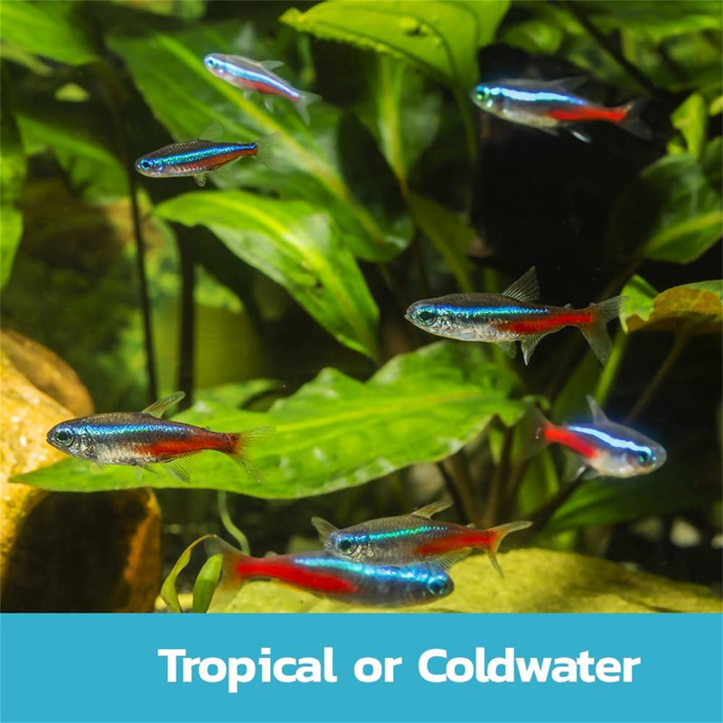 Aquarium 60Cm Tropical Freshwater LED Fish Tank Kit 54Ltrs