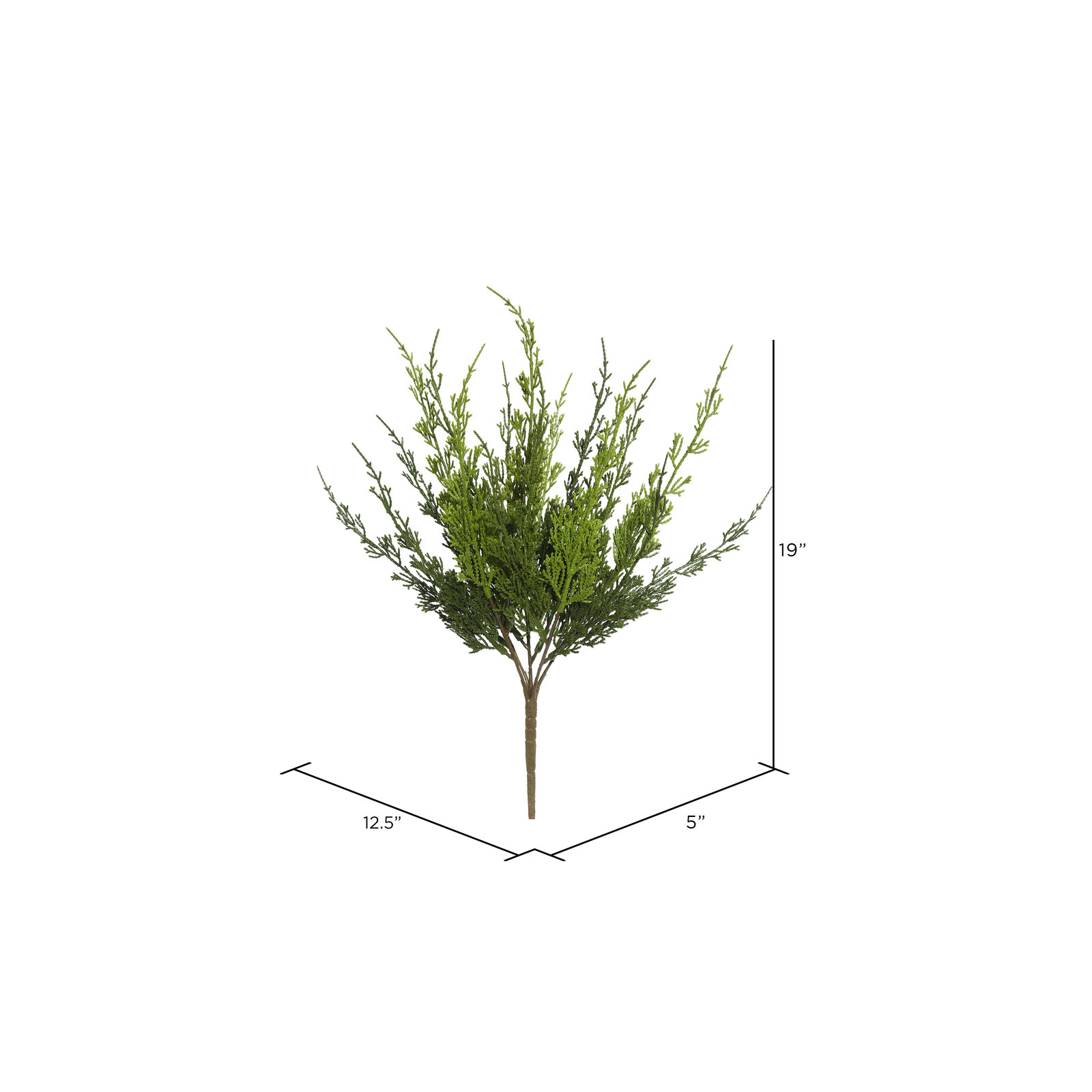 Monterey Cypress Bush