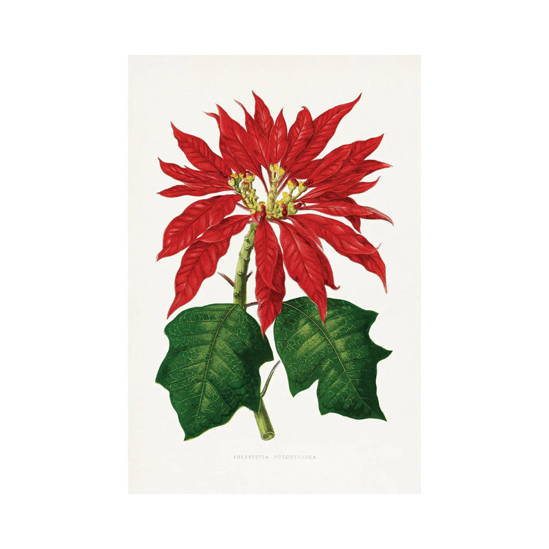 «Poinsettia Pulcherrima Leaf Illustration», reproduction d'art sur toile tendue