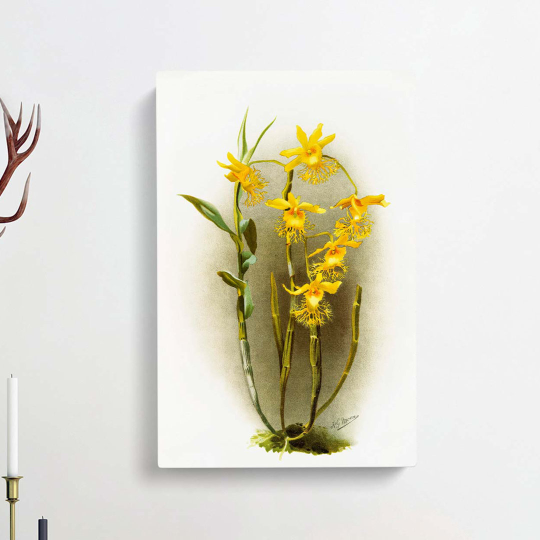 Magnolia Flowers Illustration Tab. 92 by Frederick Sander - Wrapped Canvas
