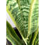 Fausse plante dracéna en pot Rummond-49421112-49421113