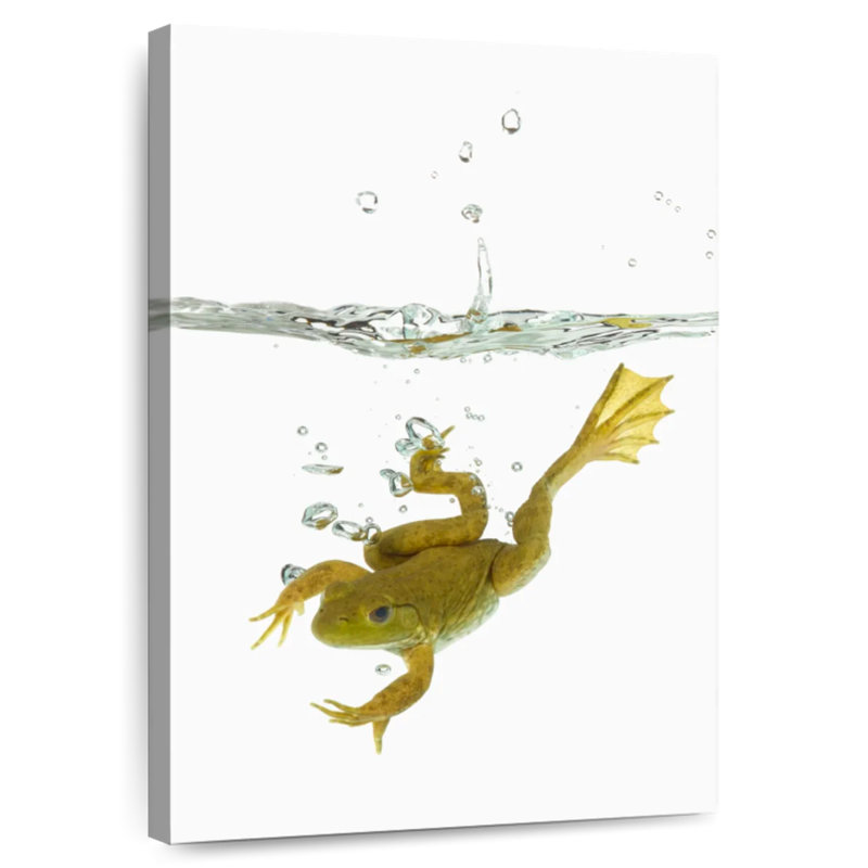 Grenouille sous l'eau, H 51 po x l 34 po