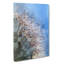 Dewdrops upon a Dandelion in Abstract - Wrapped Canvas-55315726