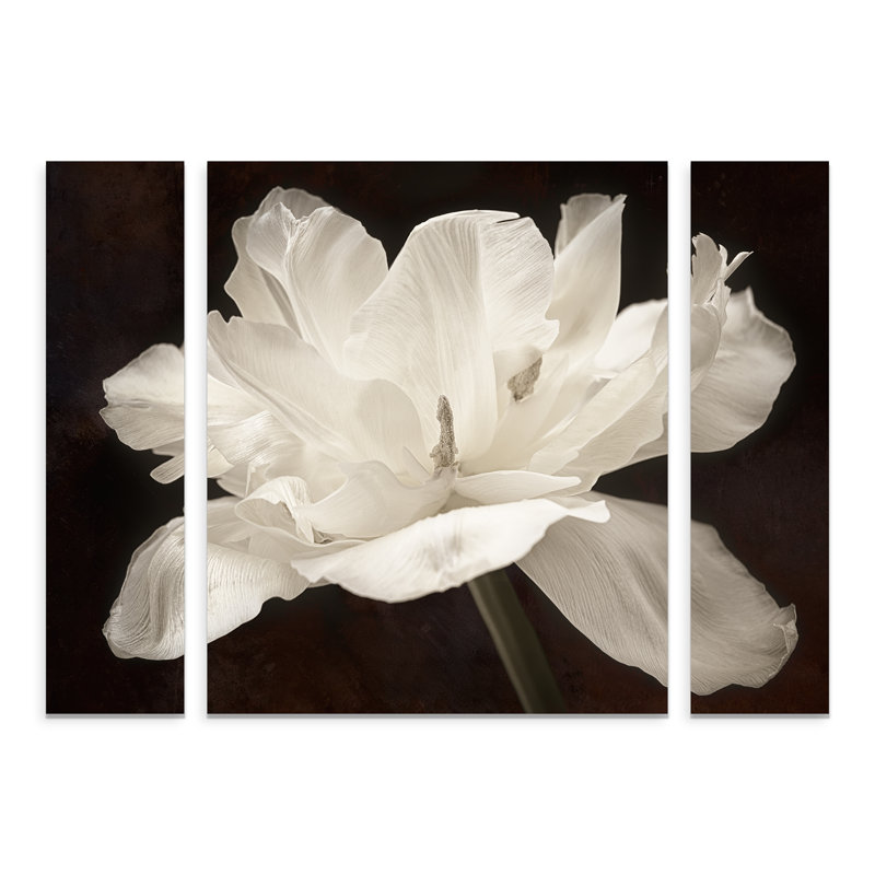 Reproduction de photo sur toile tendue, "White Tulip I" par Cora Niele-3 pièces, H 30 po x l 41 po x P 2 po