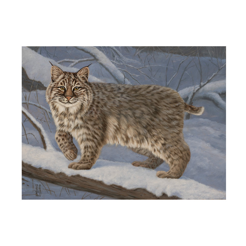 Jeff Hoff Bobcat Canvas Art, 14" H x 19" W