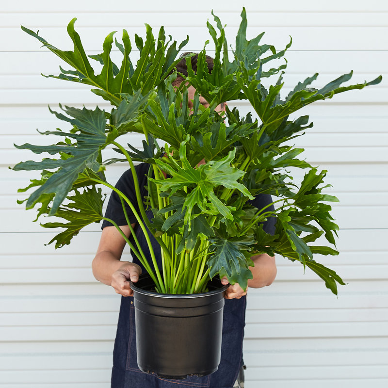 House Plant Shop Live Philodendron Plant