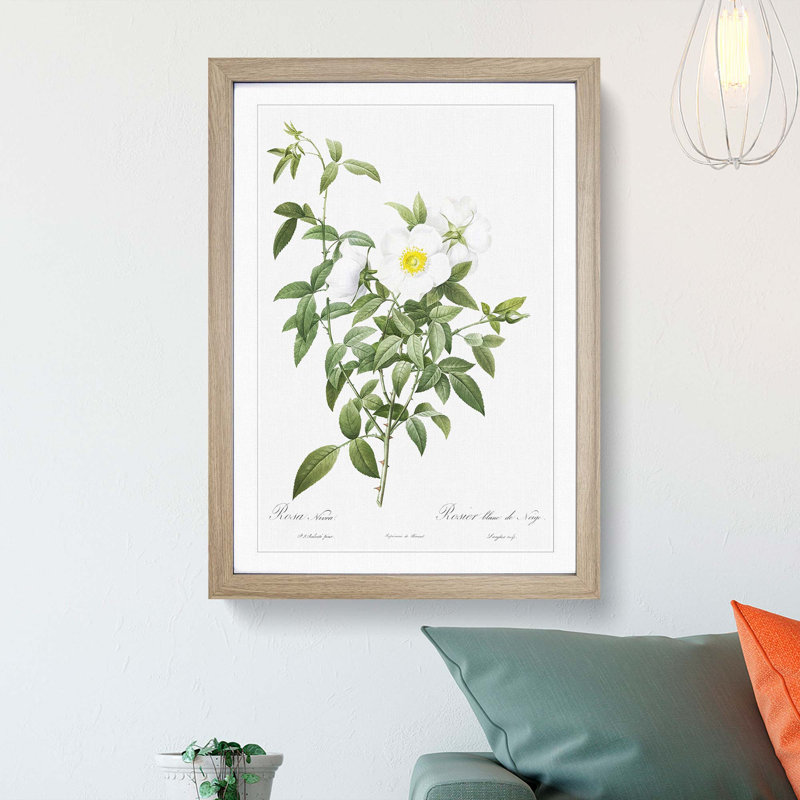 Cherokee Rose in White by Pierre-Joseph Redoute - Picture Frame Painting Print, Oak Framed, 48cm H x 36cm W x 2cm D