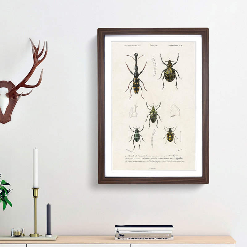 Beetle Illustrations PL.9 by Charles D'Orbigny - Single Picture Frame Print, Walnut Framed, 33cm H x 24cm W x 2cm D